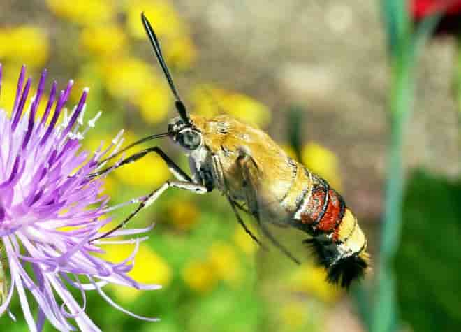 �����}�ӁE�I�I�X�J�V�o